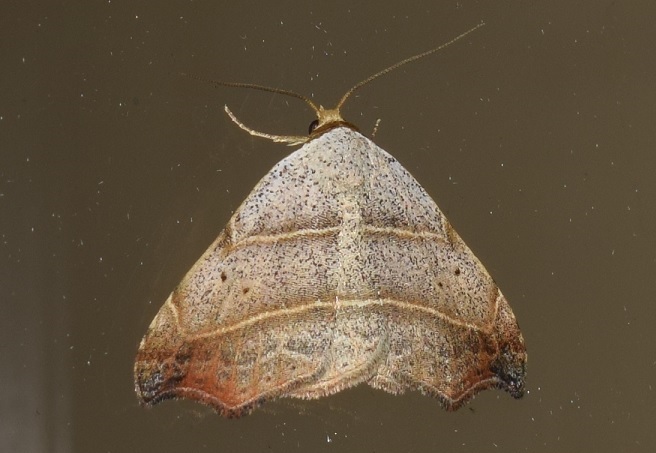 Laspeyria flexula (Erebidae)